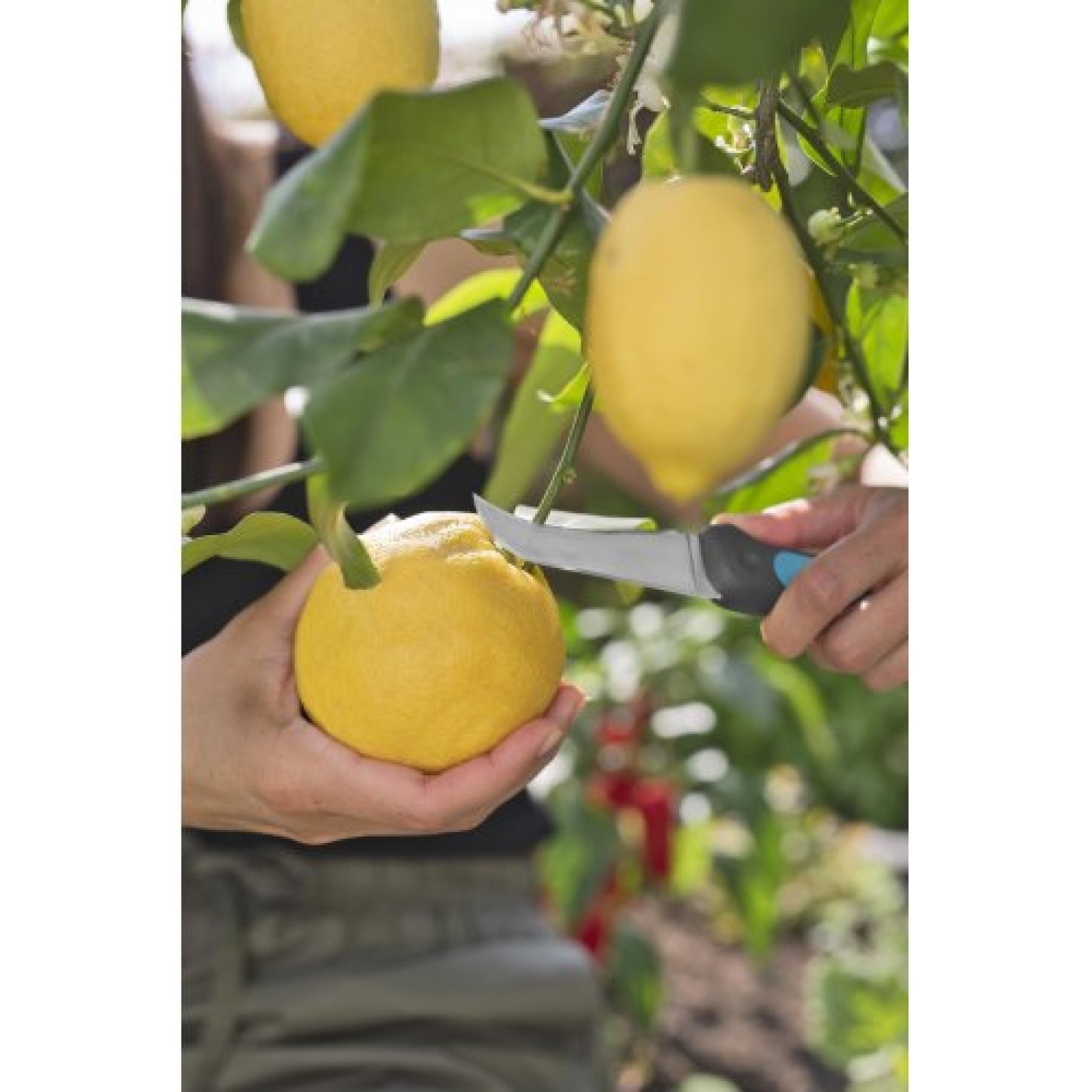Нож GARDENA VeggieCut для сбора урожая