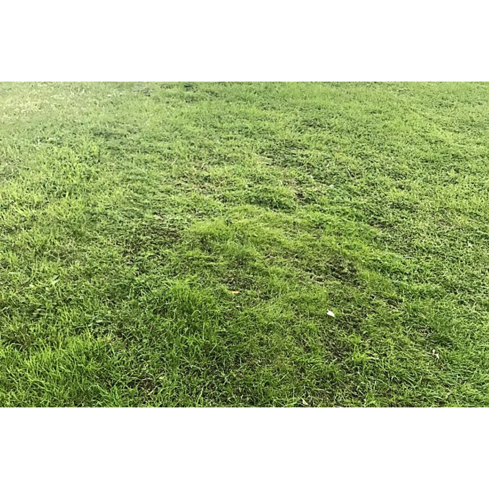 Штучна трава (1х1м, 16 зелених кілочків) 5988960-01